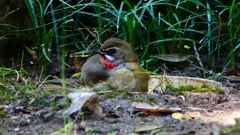 P2310620：ノゴマ（オス