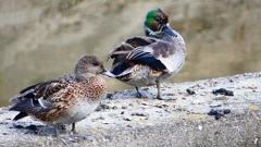 P2350121：ヨシガモ