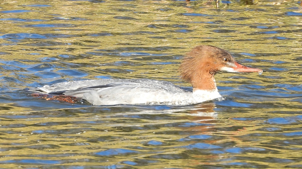 DSCN1998：カワアイサ（メス）