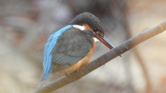 DSCN7945：カワセミ（メス）