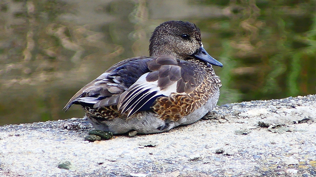 P2350171：ヨシガモ