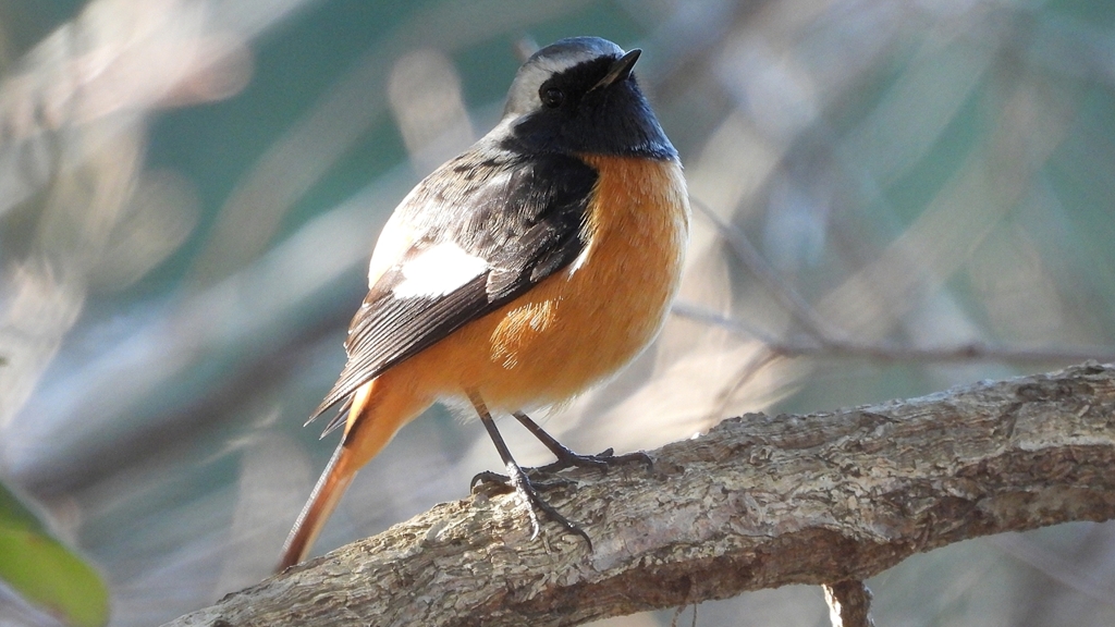 DSCN8300：ジョウビタキ（オス）