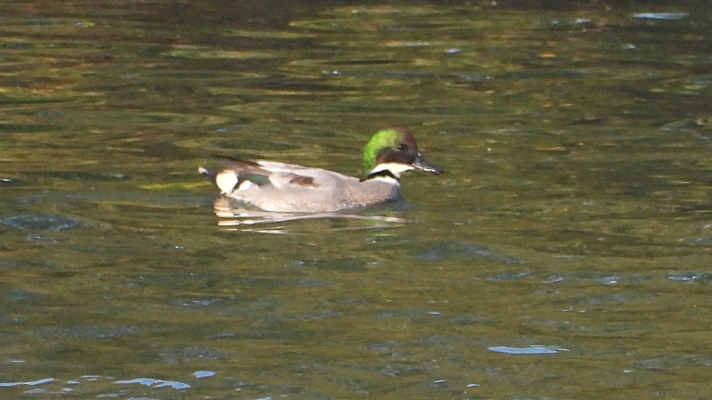 DSCN0786：ヨシガモ（オス）