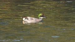 DSCN0786：ヨシガモ（オス）