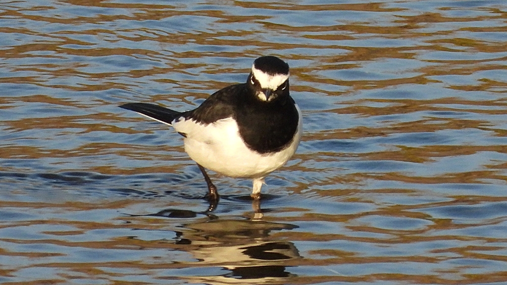 DSCN3648：セグロセキレイ