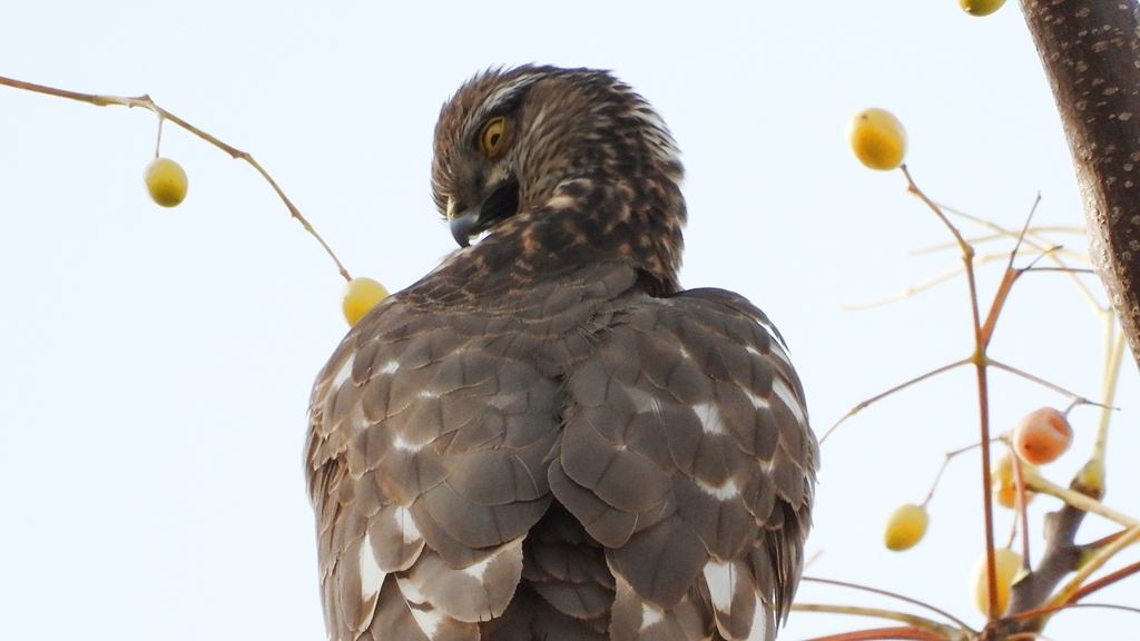 DSCN3004：ハイタカ