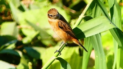 P2300369：ノビタキ