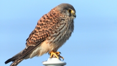 DSCN6591：チョウゲンボウ