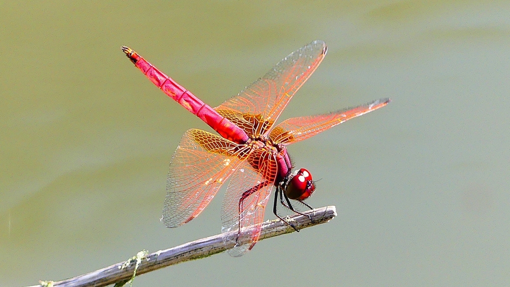 P2300806：ベニトンボ（オス）