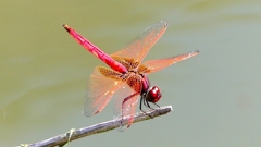 P2300806：ベニトンボ（オス）