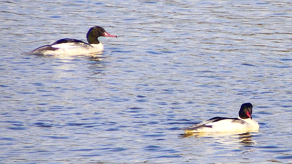 P2410359：カワアイサ