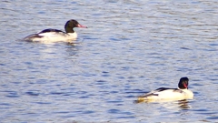 P2410359：カワアイサ