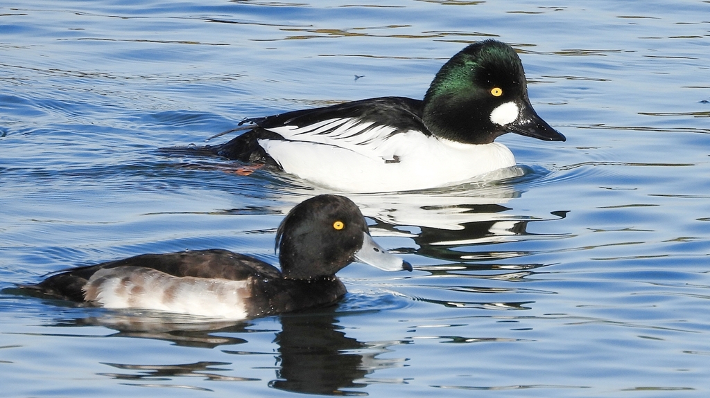 DSCN2747：ホオジロガモ（オス）、キンクロ