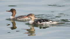 DSCN4564：ウミアイサ