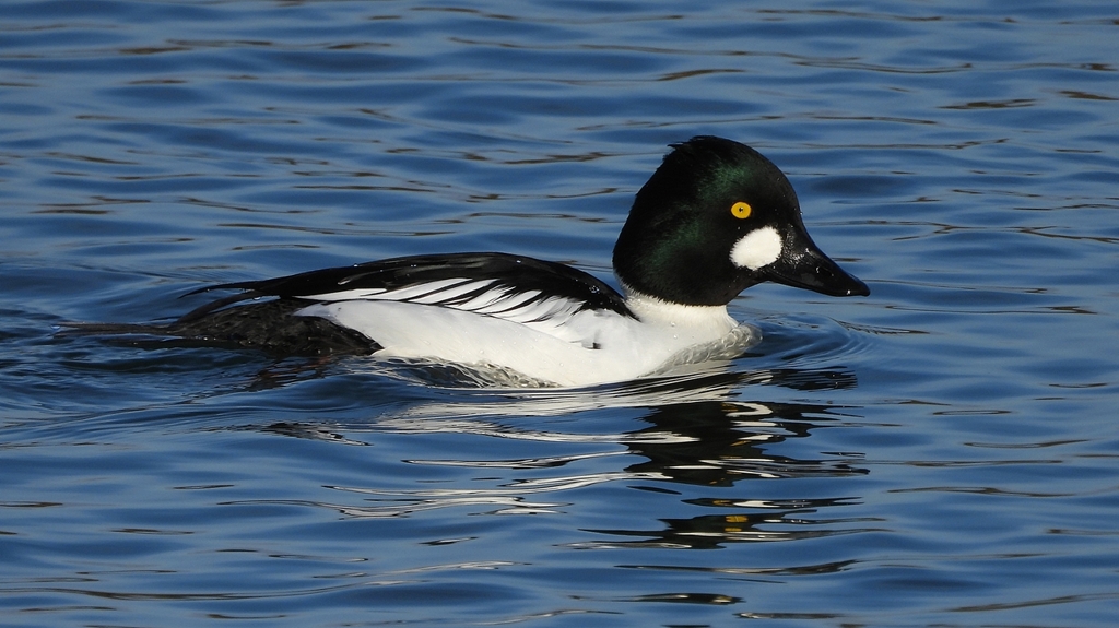 DSCN2663：ホオジロガモ（オス）