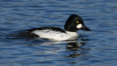 DSCN2663：ホオジロガモ（オス）