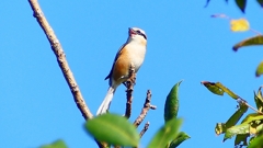 P2270410：モズ（オス）
