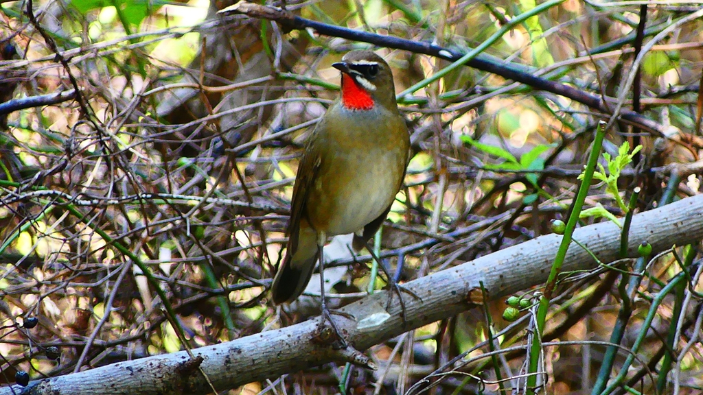 P2300937：ノゴマ（オス）