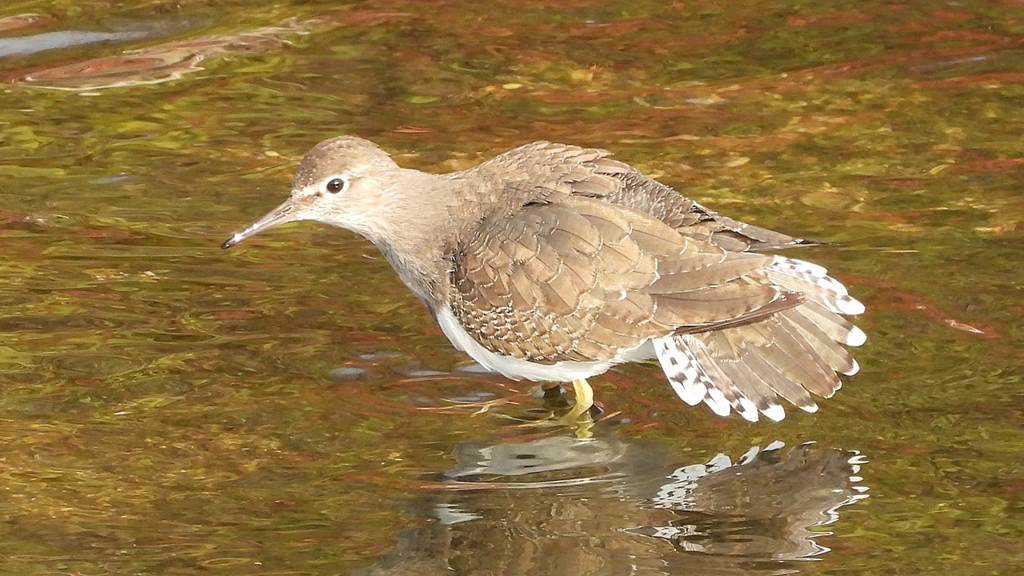 DSCN4042：イソシギ