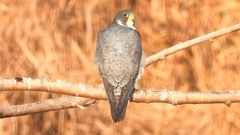 DSCN1502：ハヤブサ