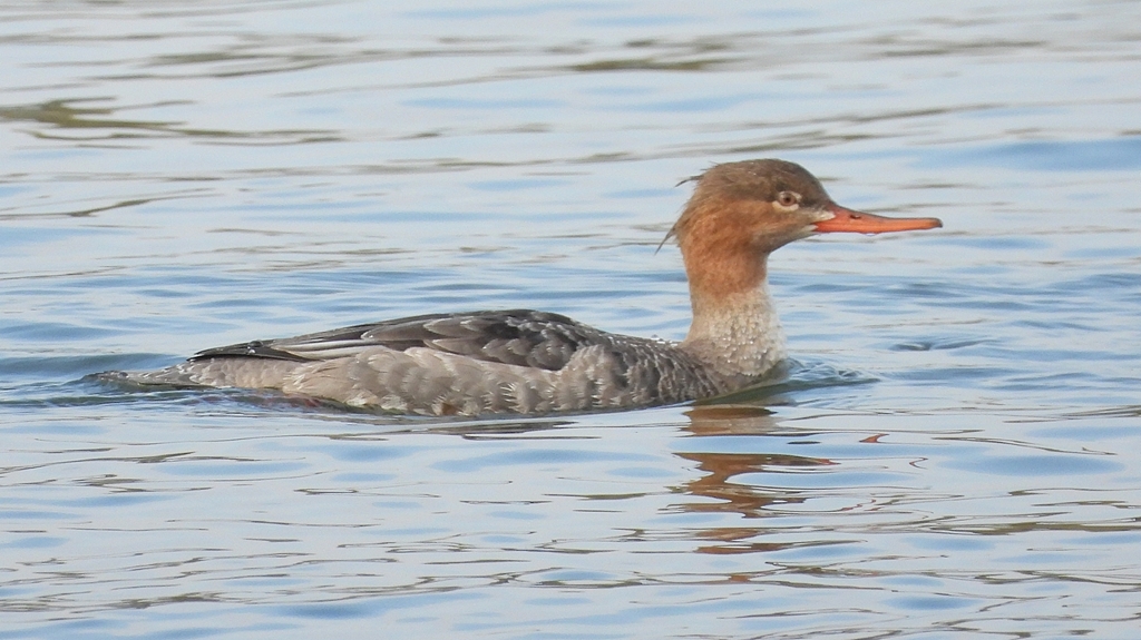 DSCN4448：ウミアイサ（メス）