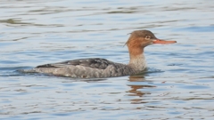 DSCN4448：ウミアイサ（メス）