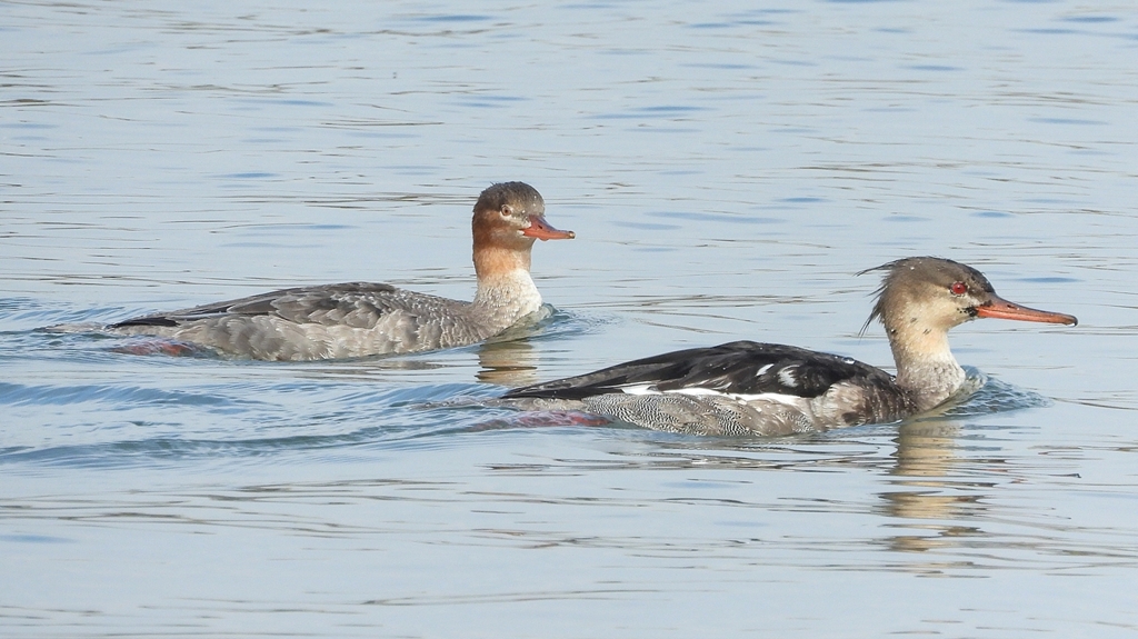 DSCN4482：ウミアイサ