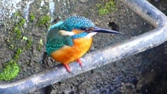 P2410206：カワセミ（オス）