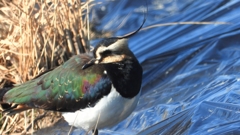 DSCN6681：タゲリ