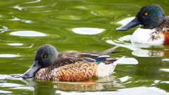 P2330784：ハシビロガモ