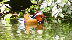 P2340052：オシドリ（オス）