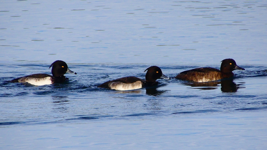 P2360542：キンクロハジロ