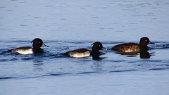 P2360542：キンクロハジロ