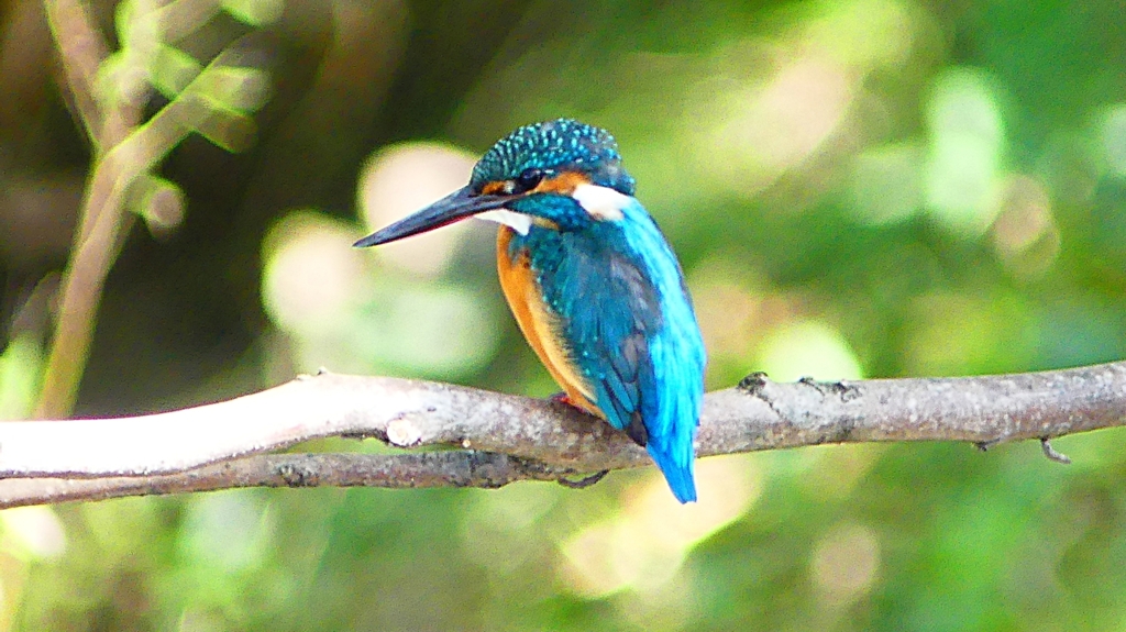 P2300433：カワセミ