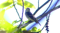 P2300076：コサメビタキ