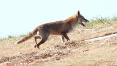 DSCN6753：キツネ