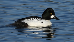 DSCN2639：ホオジロガモ（オス）