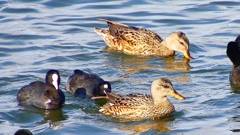 P2410502：オカヨシガモ、オオバン