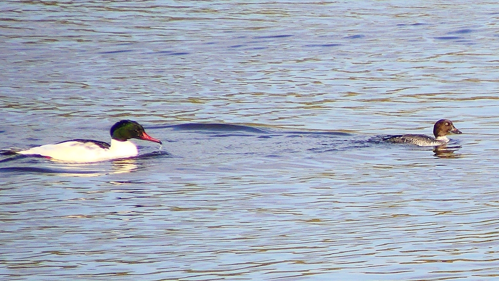 P2410366：カワアイサ、ホオジロガモ