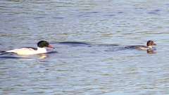 P2410366：カワアイサ、ホオジロガモ