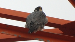 DSCN3451：ハヤブサ