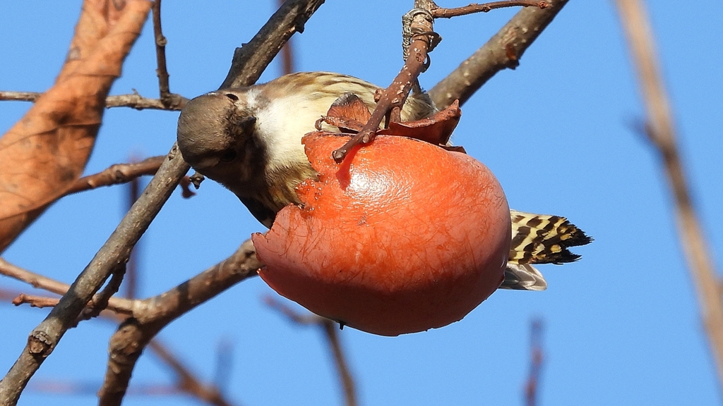 DSCN8672：コゲラ