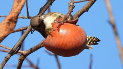 DSCN8672：コゲラ