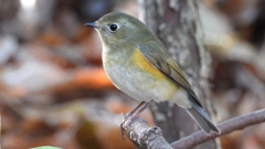 DSCN7107：ルリビタキ（メスタイプ）