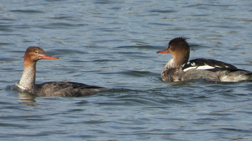 DSCN3268：ウミアイサ