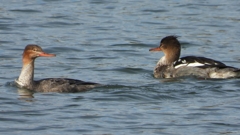 DSCN3268：ウミアイサ