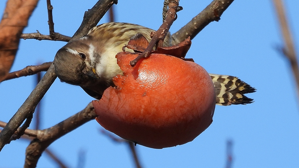 DSCN8656：コゲラ