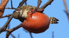 DSCN8656：コゲラ