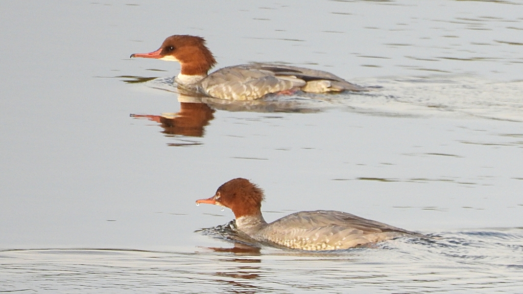 DSCN0472：カワアイサ（メス）