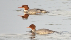 DSCN0472：カワアイサ（メス）